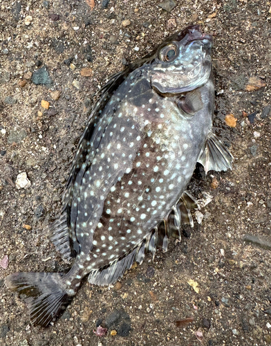 アイゴの釣果