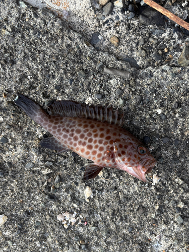 オオモンハタの釣果