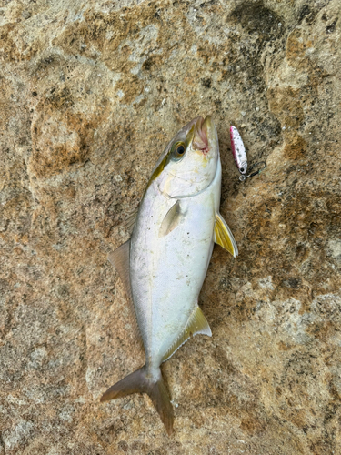 カンパチの釣果