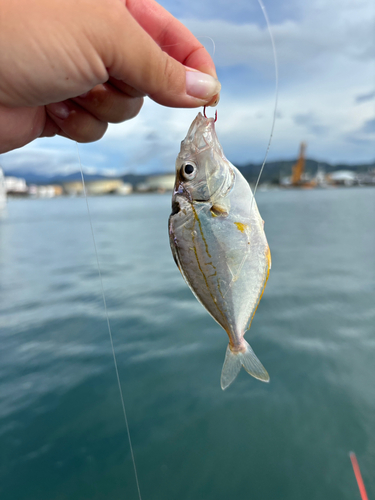 ヒイラギの釣果