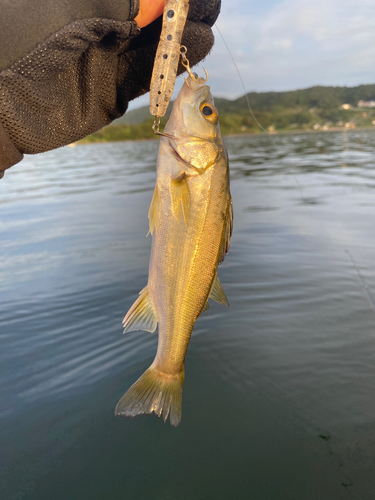 セイゴ（マルスズキ）の釣果