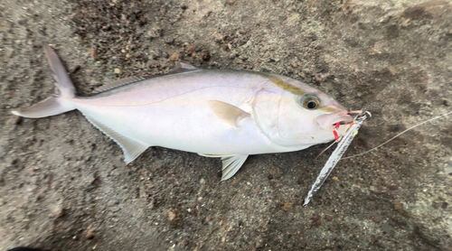 ショゴの釣果