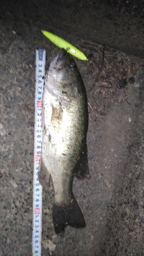 ブラックバスの釣果