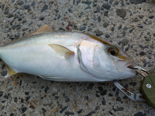 ネリゴの釣果