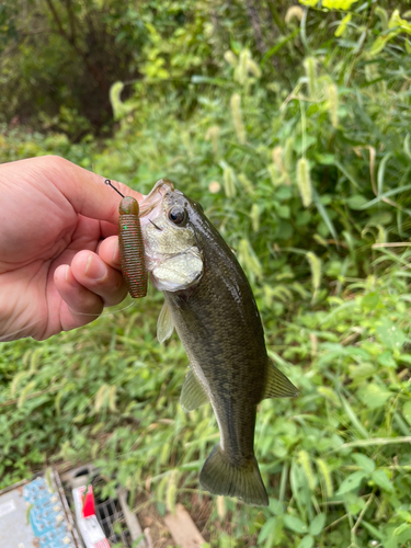 ラージマウスバスの釣果