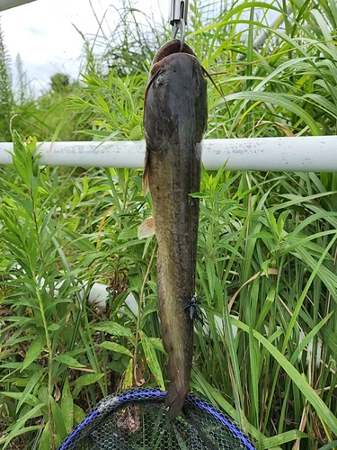 ナマズの釣果