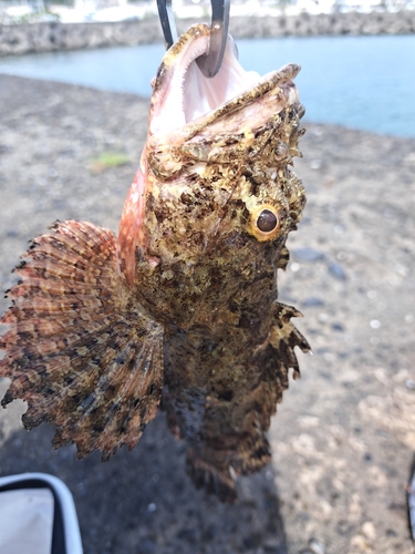 オニカサゴの釣果