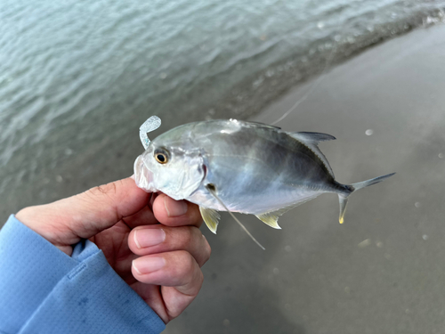 メッキの釣果