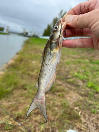 アメリカナマズの釣果