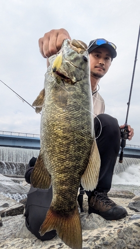 スモールマウスバスの釣果