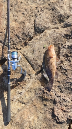 オオモンハタの釣果