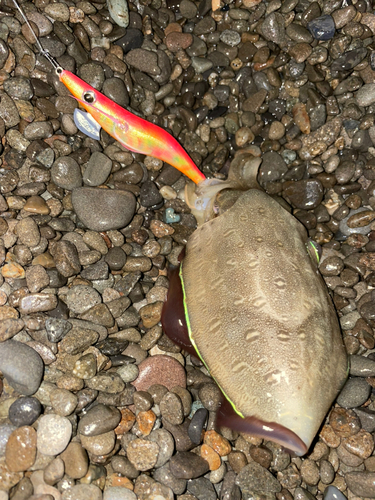 コウイカの釣果