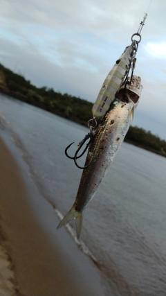 イワシの釣果