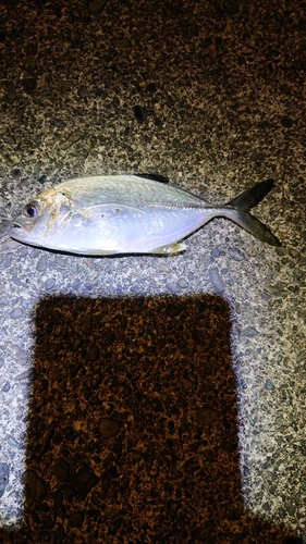 ゴマヒレキントキの釣果