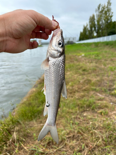 ニゴイの釣果