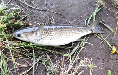 コイの釣果