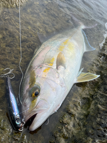 ショゴの釣果