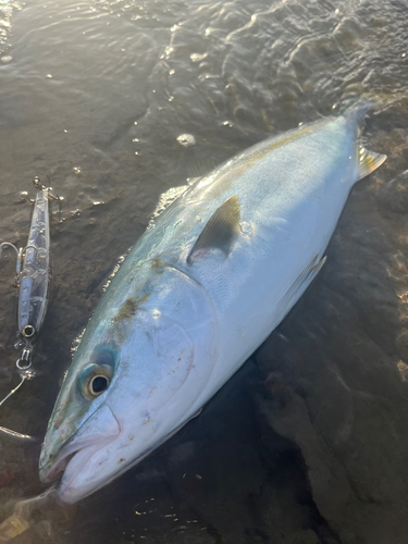 イナダの釣果