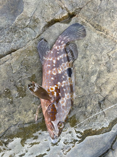 キジハタの釣果