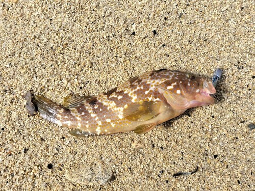 アコウの釣果