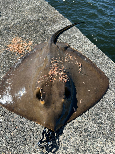 エイの釣果