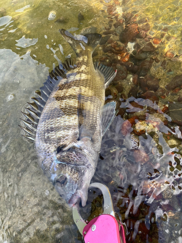 チヌの釣果