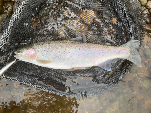 ニジマスの釣果