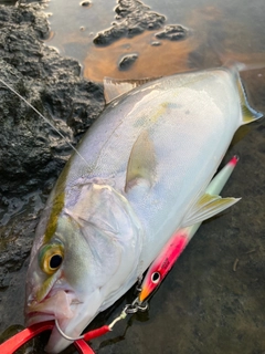 カンパチの釣果