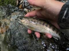 ヤマメの釣果