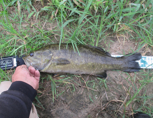 スモールマウスバスの釣果