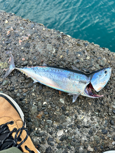 ソウダガツオの釣果