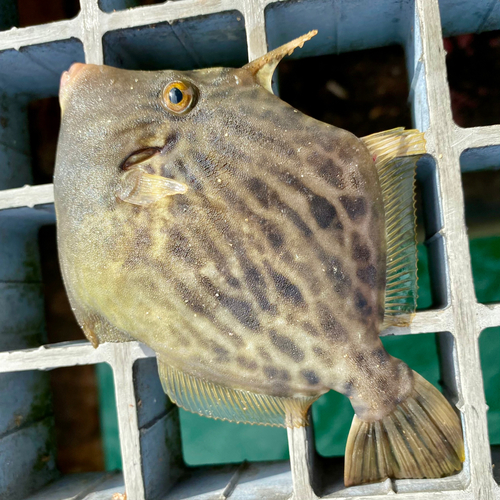 カワハギの釣果