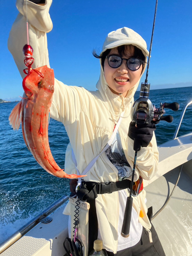 ホウボウの釣果