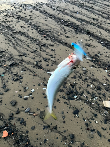 サメの釣果