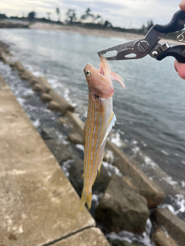 エソの釣果