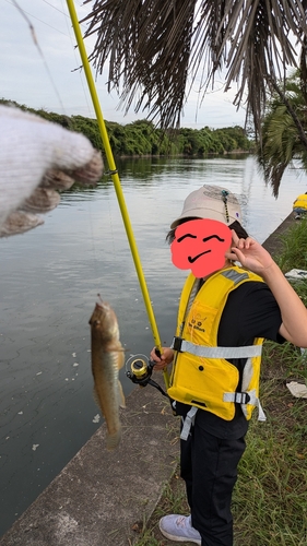 ハゼの釣果