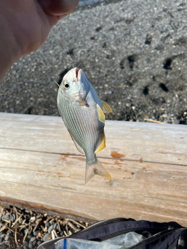 ヘダイの釣果