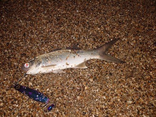 ツバメコノシロの釣果