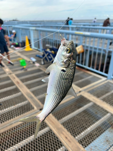 コノシロの釣果