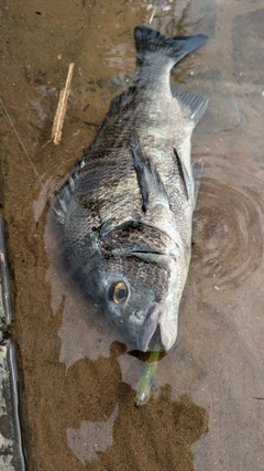 チヌの釣果