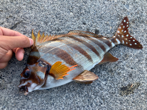 タカノハダイの釣果