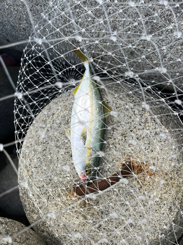 ツバスの釣果