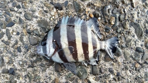 サンバソウの釣果