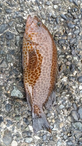 オオモンハタの釣果