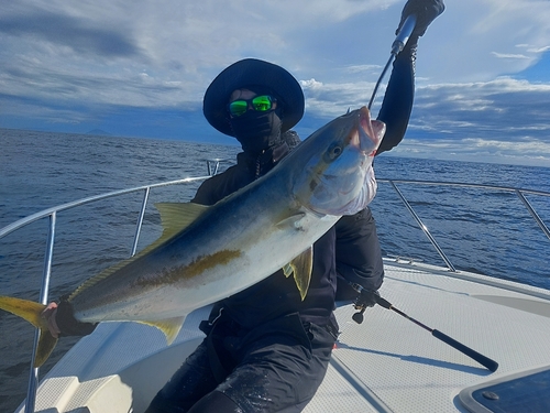 ヒラマサの釣果