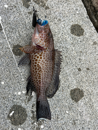 オオモンハタの釣果