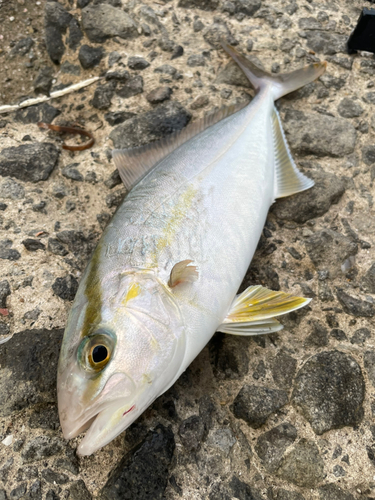 ネリゴの釣果