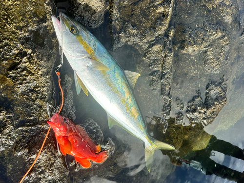 ヒラマサの釣果