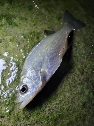 セイゴ（ヒラスズキ）の釣果