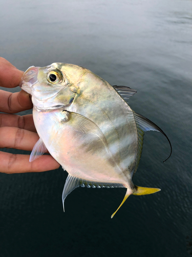 リュウキュウヨロイアジの釣果